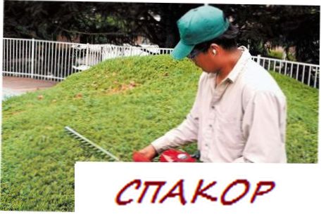 Сучкорез Сучкорез