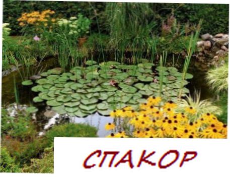 Водоем на участке Водоем на участке